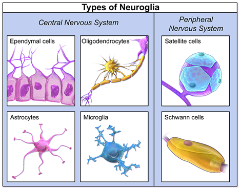 Glial cells of Nervous system