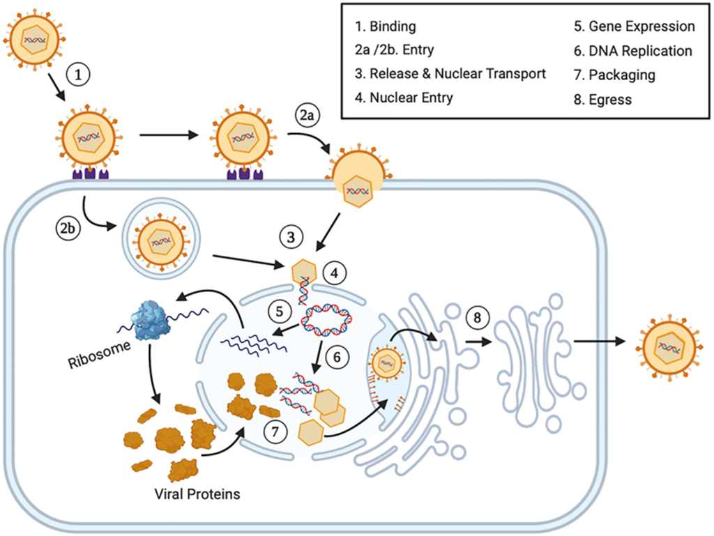 Simple representation of replication cycle of Herpes virus