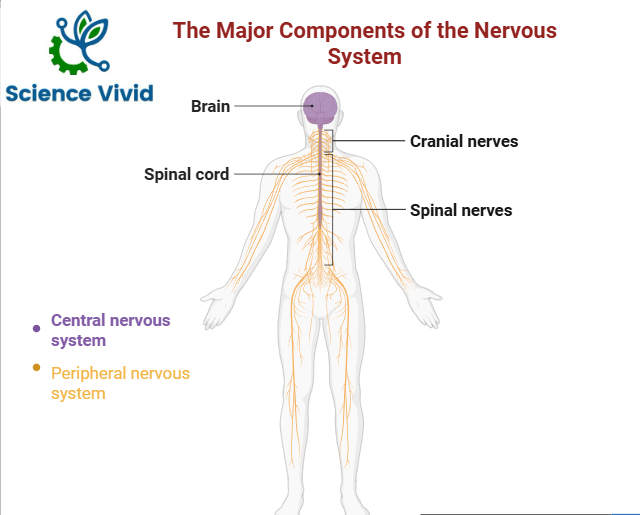 The Major Components of the Nervous System