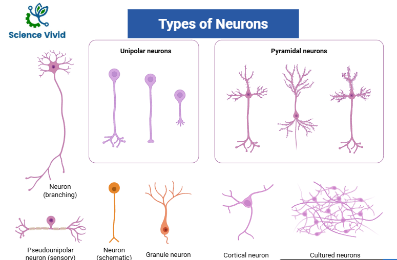  Types of neurons
