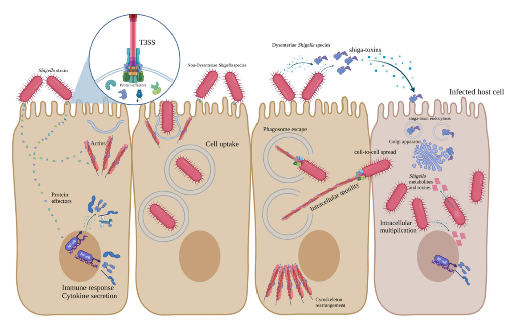 Pathogenesis of Shigella