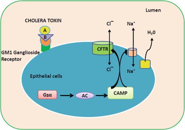 Pathogenesis of Vibrio cholerae