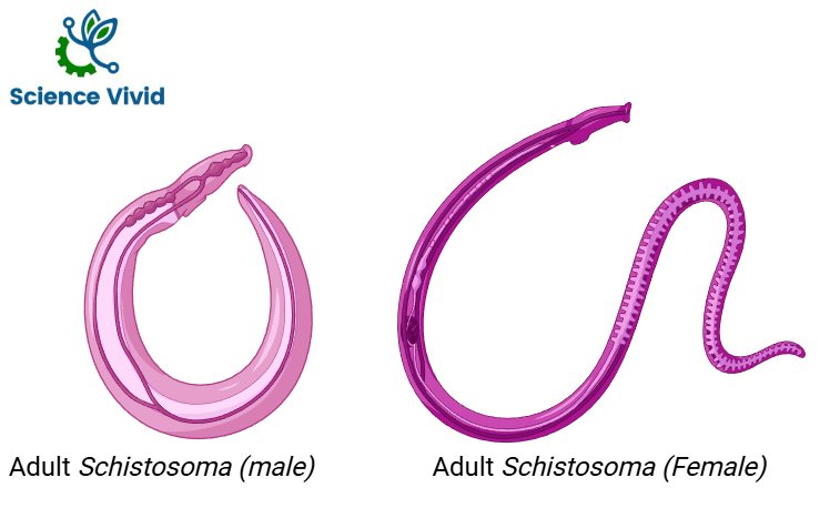 AdultSchistosoma (Male and Female)