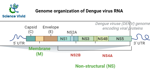 Genome organization of dengue virus RNA
