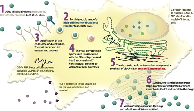 Intracellular life cycle of dengue virus