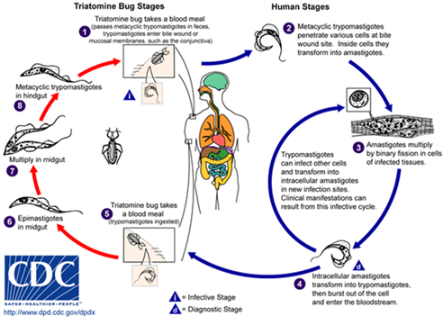 Life cycle of T. cruzi
