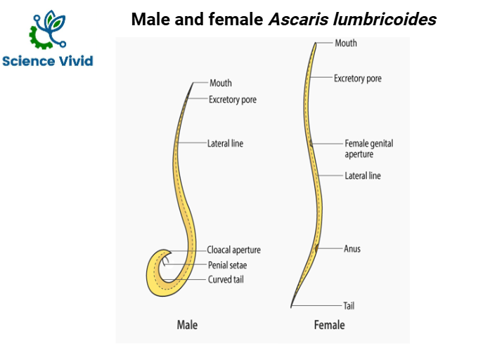 Male and female Ascaris lumbricoides