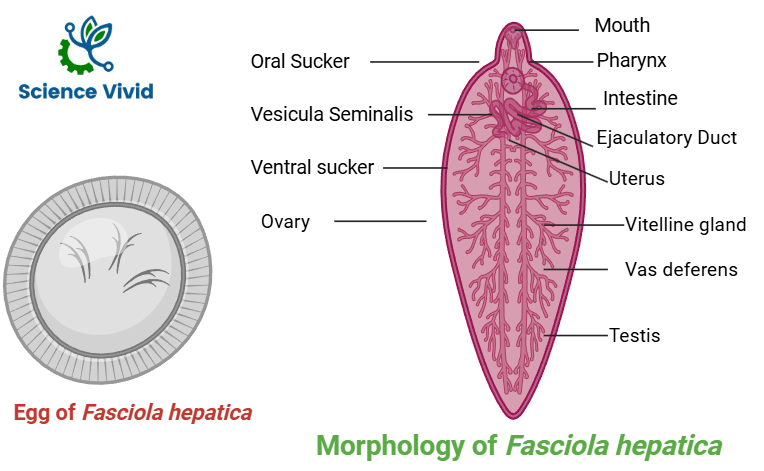 Morphology-and-egg-of-Fasciola-hepatica