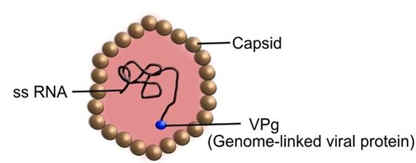  Morphology of Hepatitis A Virus