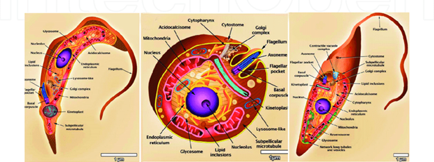 Morphology of T. cruzi (trypomastigote, amastigote, and epimastigote)Â