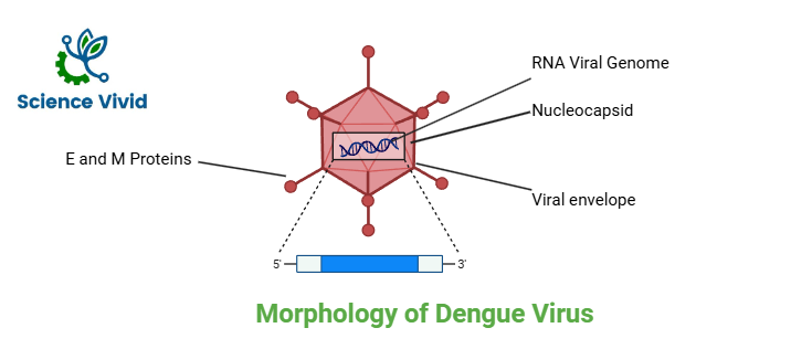 Morphology of Dengue virus