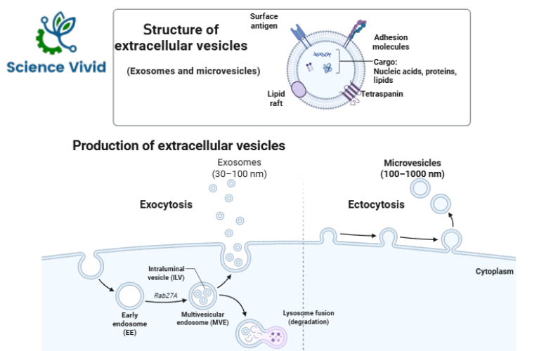 Structure  and prodcution of Extracellular Vesicles (EVs)