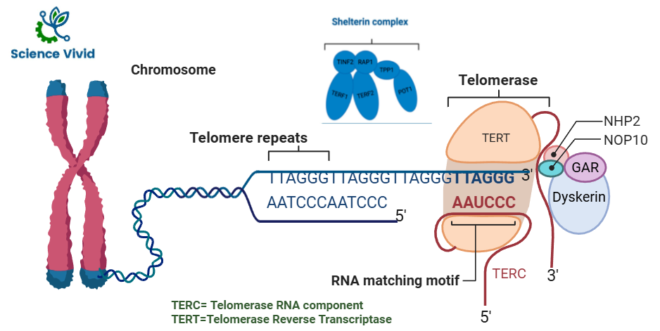 Structure of telomerase and Shelterin Complex