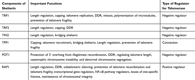 The Role of the Components of Shelterin Complex in Telomeres and Telomerase Regulation